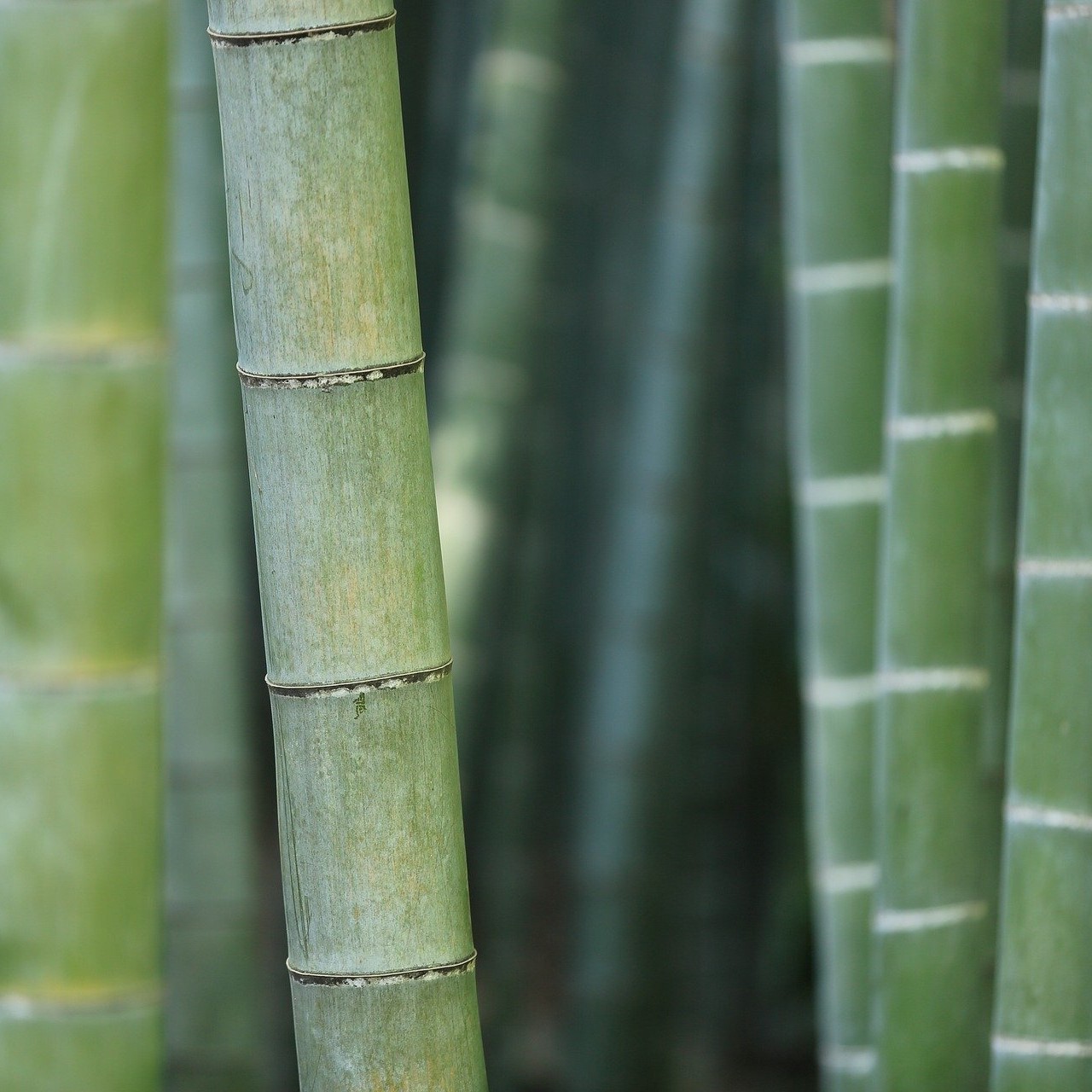 Ein Ausschnitt grüner Bambusstämme.
